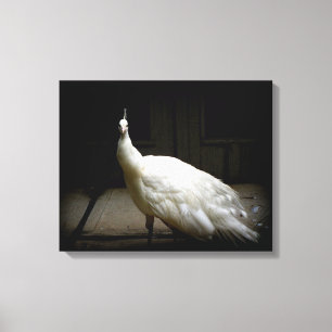 Weißes Pfau-Foto Leinwanddruck