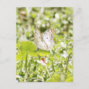 Weißes Pfauenschmetterling-Foto Postkarte