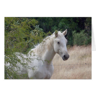 Weißes Pferd