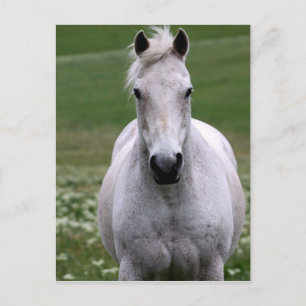 Weißes Pferd auf der Postkarte