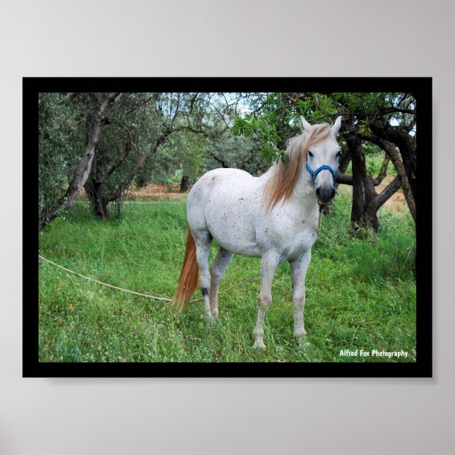 Weißes Pferd auf Grasfeld Poster (Vorne)