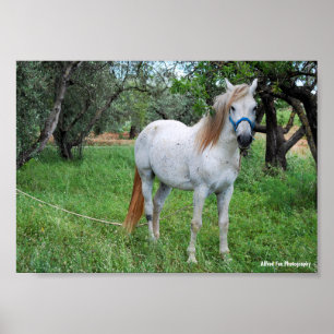 Weißes Pferd auf Grasfeld Poster