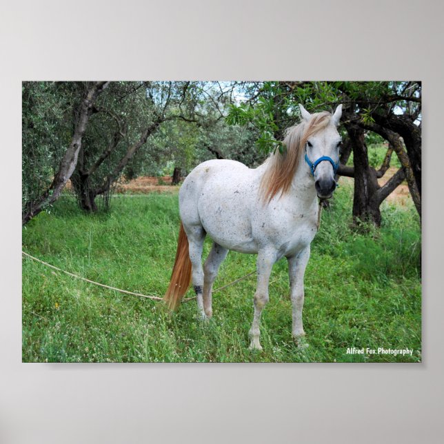 Weißes Pferd auf Grasfeld Poster (Vorne)