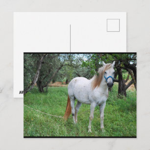 Weißes Pferd auf Grasfeld Postkarte