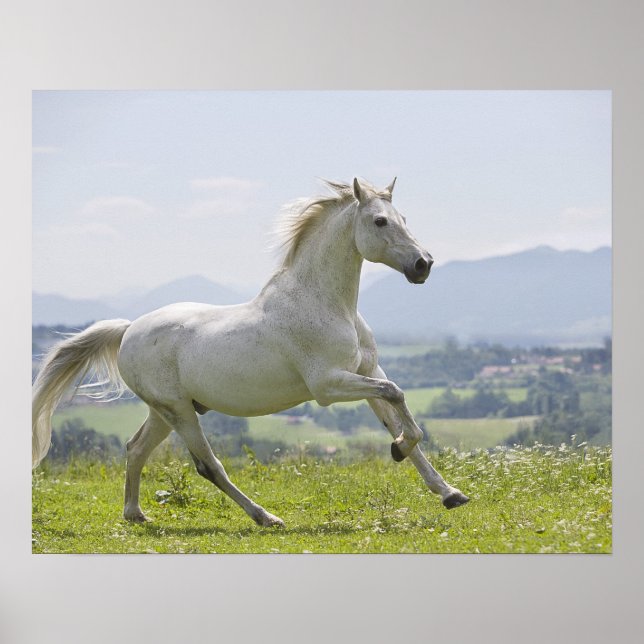 Weißes Pferd auf Wiese Poster (Vorne)
