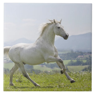 weißes Pferd, das auf Wiese läuft Fliese