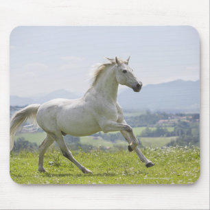 weißes Pferd, das auf Wiese läuft Mousepad