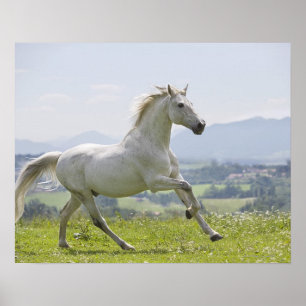 weißes Pferd, das auf Wiese läuft Poster