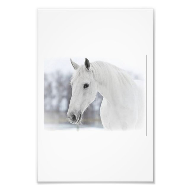 Weißes Pferd Fotodruck (Vorne)