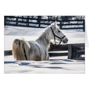 Weißes Pferd im Schnee