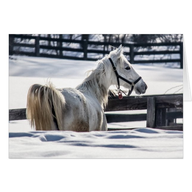 Weißes Pferd im Schnee (Vorderseite (Horizontal))