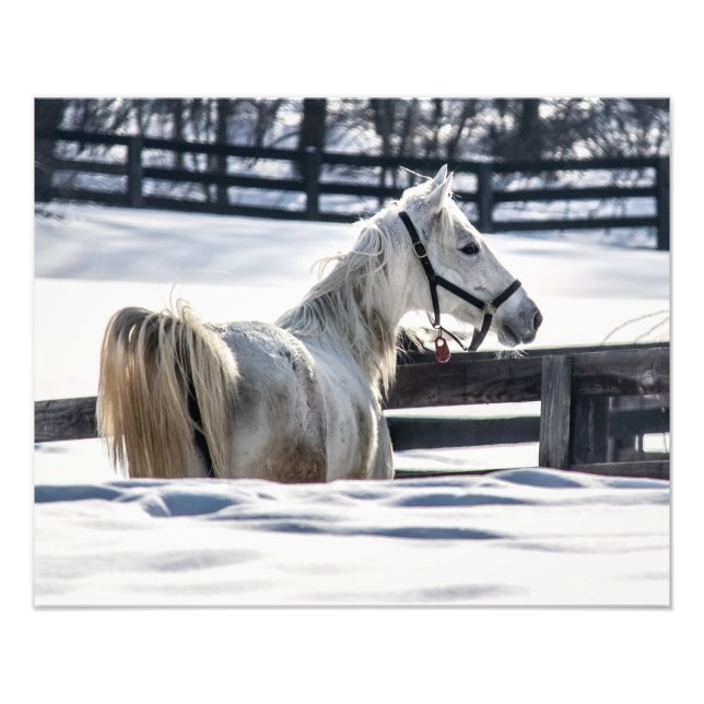 Weißes Pferd im Schnee Fotodruck (Vorne)
