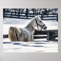 Weißes Pferd im Schnee
