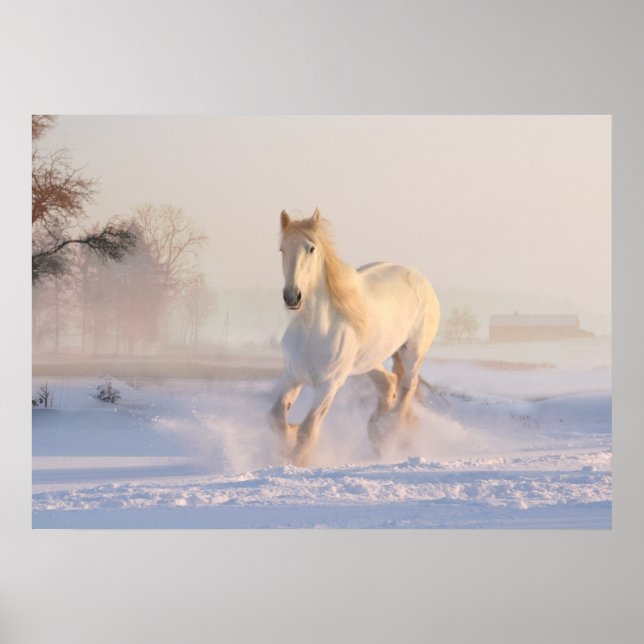weißes Pferd im Schnee Poster (Vorne)