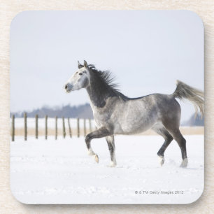 weißes Pferd im Winter Untersetzer