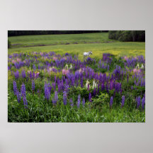 Weißes Pferd in einem Lupine Field Poster