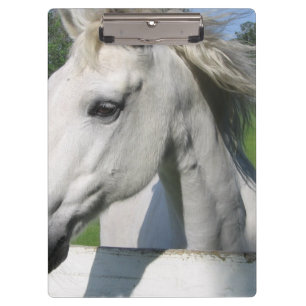 Weißes Pferd Klemmbrett