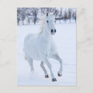 Weißes Pferd läuft im Schnee Postkarte