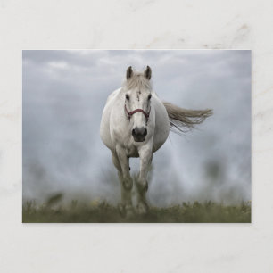 Weißes Pferd läuft Postkarte