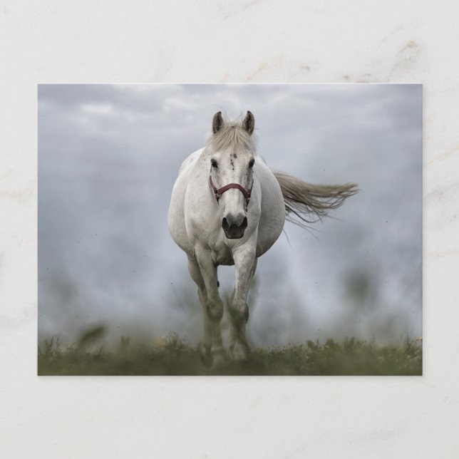 Weißes Pferd läuft Postkarte (Vorderseite)
