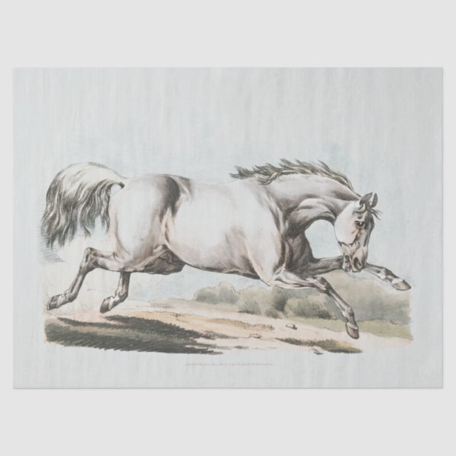 Weißes Pferd läuft Seidenpapier (Vorderseite)