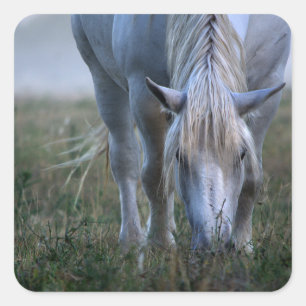 Weißes Pferd Quadratischer Aufkleber