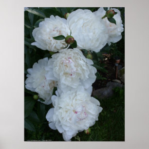 Weißes Pfingstrosenplakat Poster