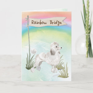 Weißes Poodle Beileid über Regenbogenbrücke Karte