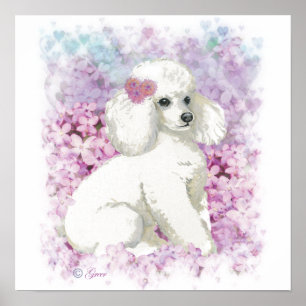 Weißes Poodle in Lilacs Poster Print