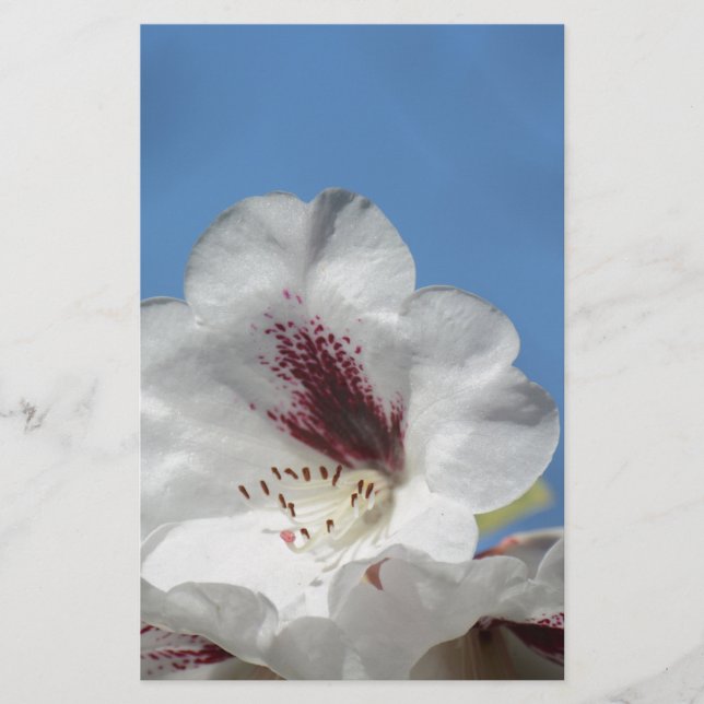 Weißes Rhododendron mit Burgund (Vorderseite)