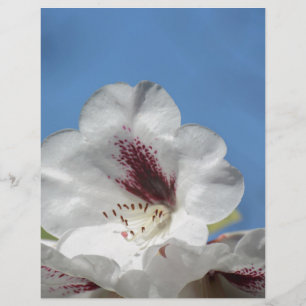 Weißes Rhododendron mit Burgund