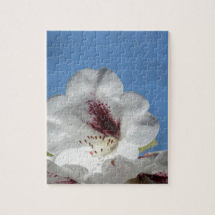 Weißes Rhododendron mit Burgund