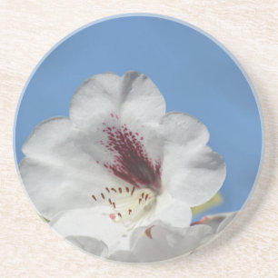 Weißes Rhododendron mit Burgund Sandstein Untersetzer