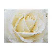 Weißes Rose-Foto
