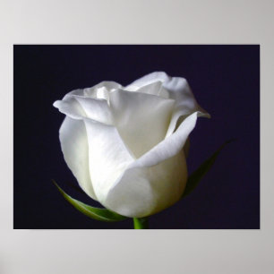Weißes Rosen-Plakat Poster