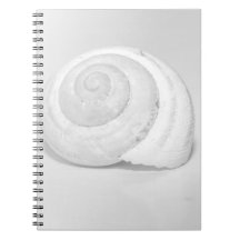 Weißes Schneckengehäuse Minimalistische Naturfotog