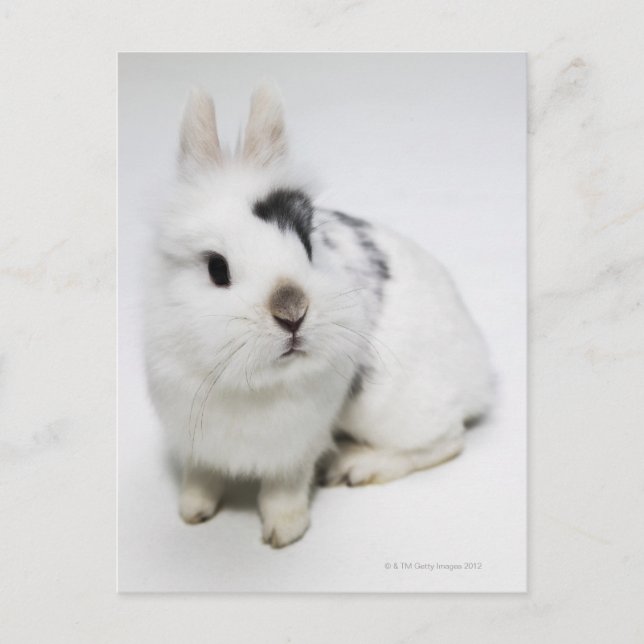 Weißes, schwarzes und braunes Kaninchen Postkarte (Vorderseite)