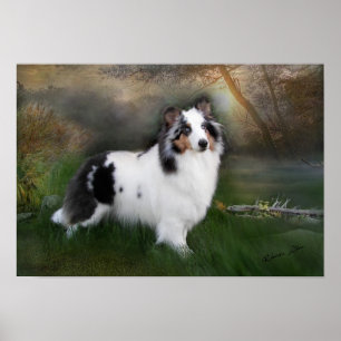 Weißes sheltie poster