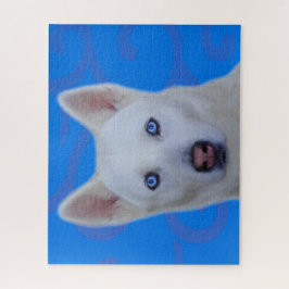 Weißes Sibirisches Husky-Jigsaw-Puzzle (Blue BG)