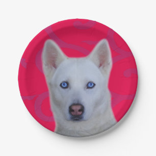 Weißes sibirisches Husky-Papier Pappteller