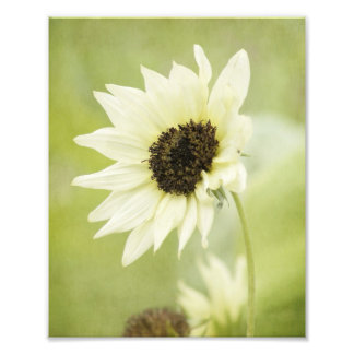 Weißes Sonnenblumen-Foto Fotodruck