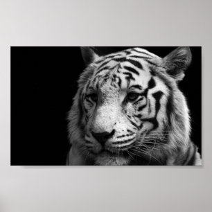 Weißes Tiger-Plakat Poster