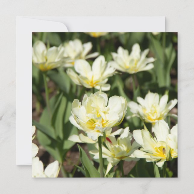 Weißes Tulpen-Foto (Vorderseite)