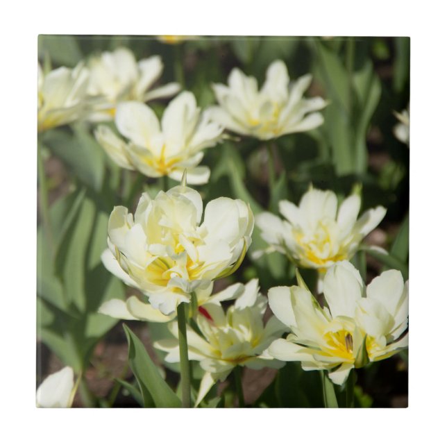 Weißes Tulpen-Foto Fliese (Vorderseite)