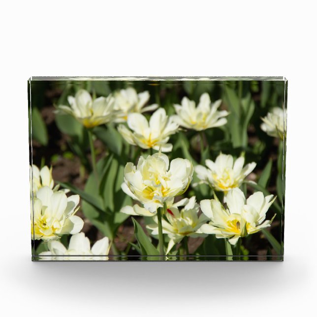 Weißes Tulpen-Foto Fotoblock (Vorderseite)