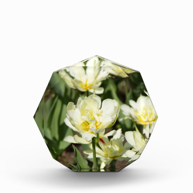 Weißes Tulpen-Foto Fotoblock (Vorderseite)