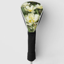 Weißes Tulpen-Foto
