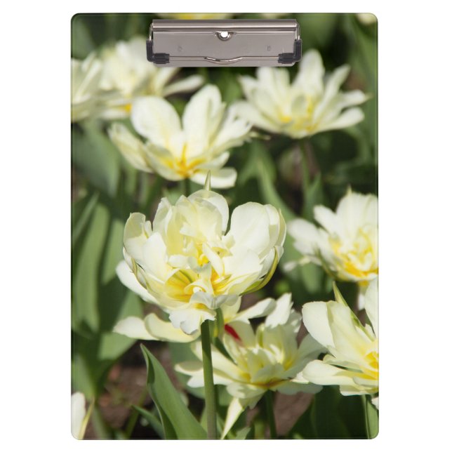 Weißes Tulpen-Foto Klemmbrett (Vorderseite)