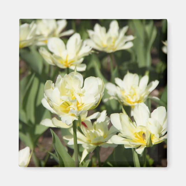 Weißes Tulpen-Foto Magnet (Vorne)