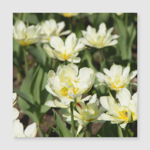 Weißes Tulpen-Foto Magnetkarte